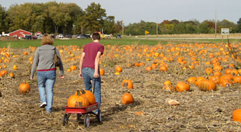 pumpkin-field