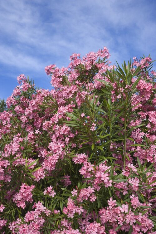 Fleurs cultivées : Laurier rose