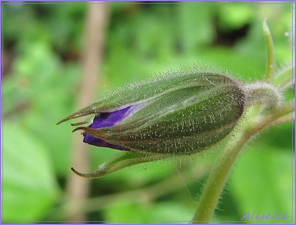 Geranium-vivace-bleu-violet-1.JPG