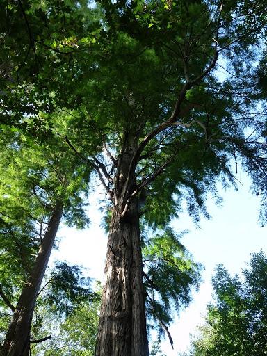 Le château de Breteuil dans les Yvelines (6ème partie)