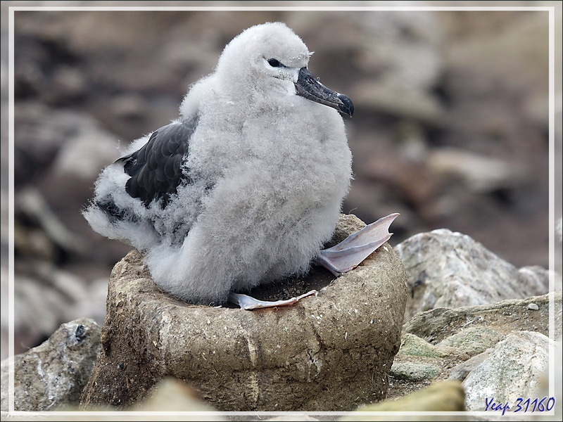 Gros poussins Albatros à sourcils noirs, Black-browed Albatross (Thalassarche melanophris) - Coffin's Harbour - New Island - Falkland (Malvinas, Malouines) - Grande-Bretagne
