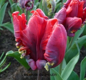 Tulipes (2)