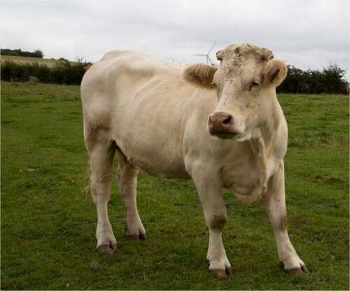 CHANTOUVIVELAVIE : Nièvre : une vache tuée par balle et retrouvée découpée dans un pré 