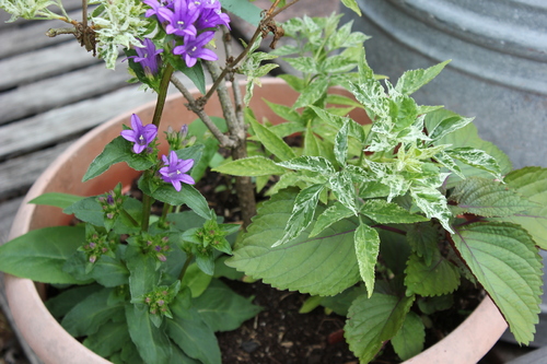 Des pots et encore des pots