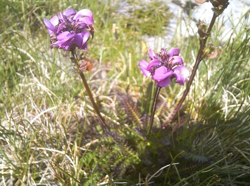 Fleurs roses