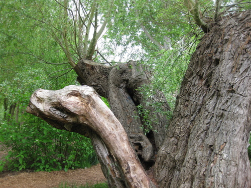 Des arbres au bord de l'eau