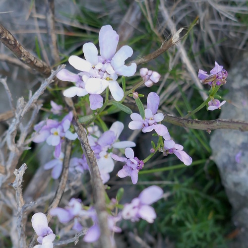 Iberis à feuilles étroites