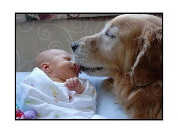 Nos Goldens et les enfants!!