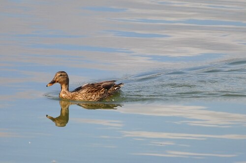 Canard Colvert Femelle