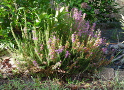 Les bruyères du jardin