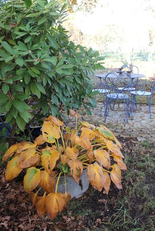 hosta Halcyon