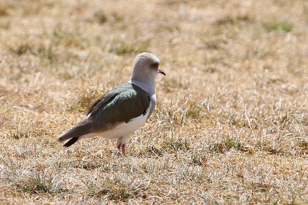 Vanneaux des Andes, Cuzco