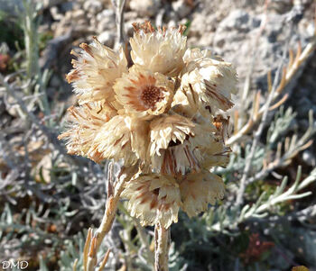 Helichrysum stoechas - Immortelle jaune