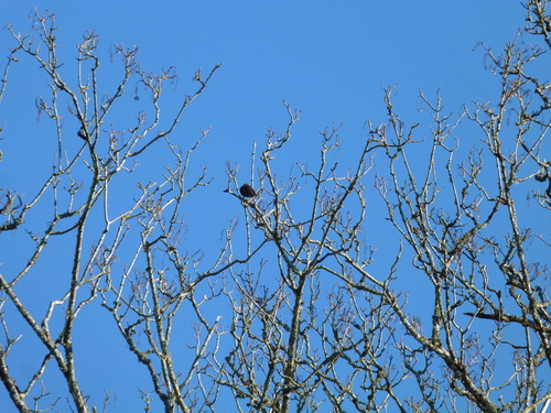 Etude des oiseaux près de l'école.