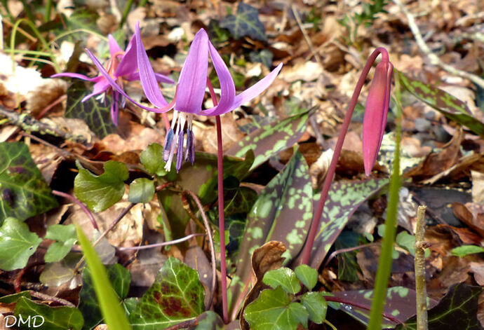 Erythronium dens-canis - érythrone dent de chien