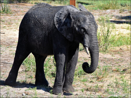 Photos Eléphants d'Afrique - Zoo Arcachon