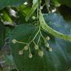 Tilleul commun (Tilia x europaea, ancien Tilia vulgaris)