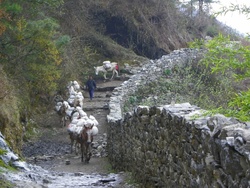 Un convoi d'ânes devant le lodge