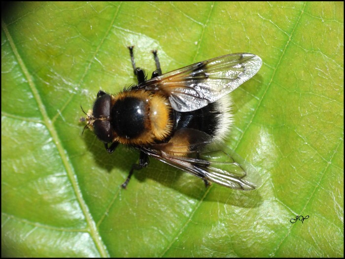 Volucella bombylans.