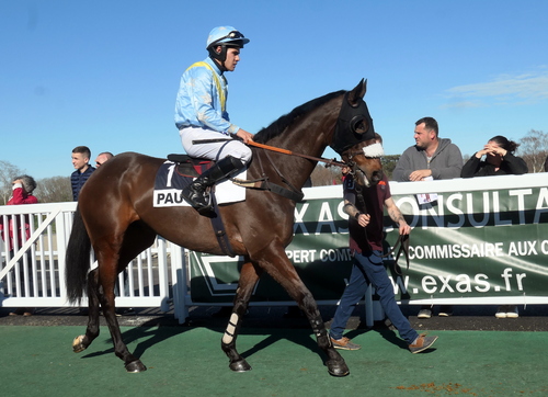 Arlequin d'Allier avant sa victoire dans le quinté de Pau