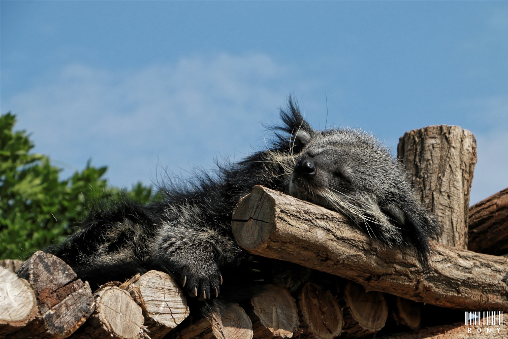 Trop craquant notre Binturong