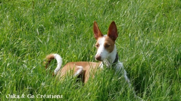 Dastan-dans-les-herbes-hautes.jpg