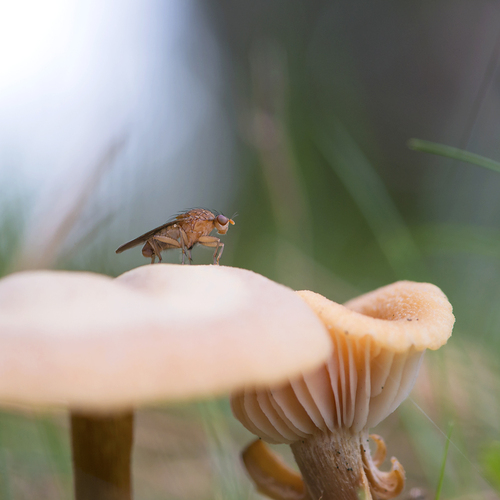 Champignons d'automne ...