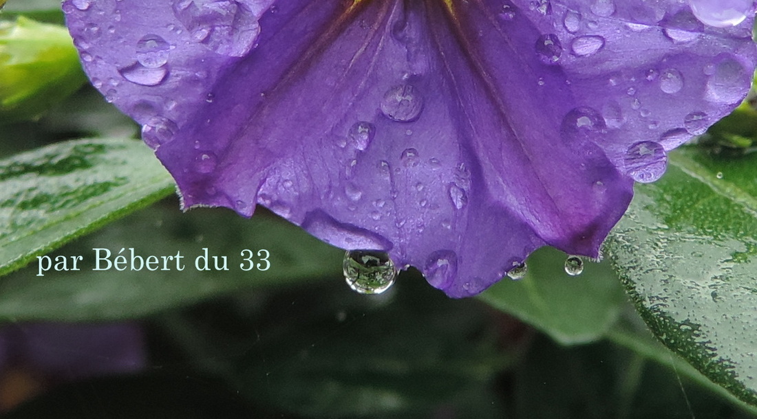 un bijou dans une goutte d'eau