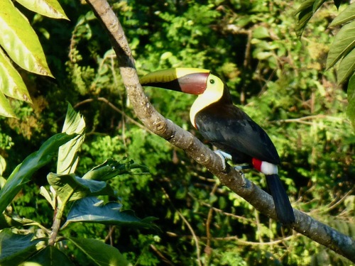 Costa Rica les oiseaux