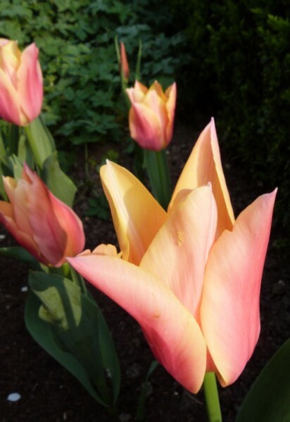 tulipes-marianne.jpg