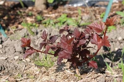 Physocarpus Opulifolius ‘Diabolo'