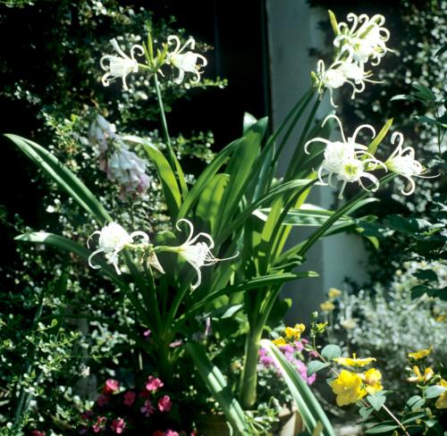 Fleurs cultivées : Ismène