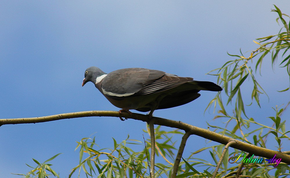 pigeon ramier