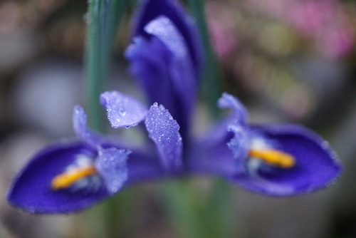 Iris reticulata