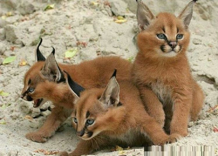 Le Caracal