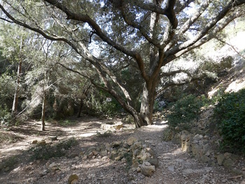 Le chemin débouche devant ce superbe chêne-vert qui ombrage un puits