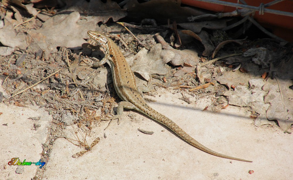 lézard