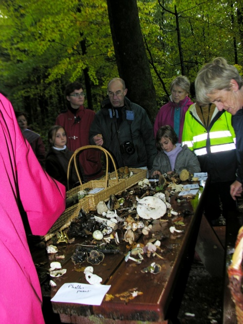 sortie champignons Signy-l'Abbaye