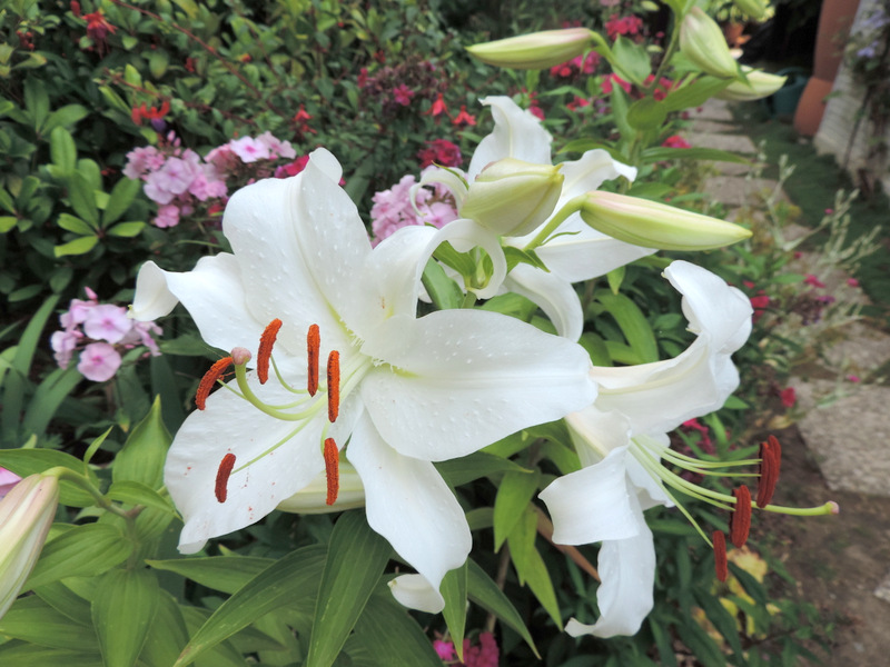 Regards sur le jardin cet été...