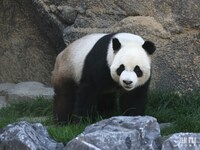 XING HUI "Etoile scintillante" (panda mâle) : Pairi Daiza le 19 mai 2014