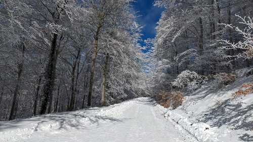 Peut être une image de arbre, neige, route et nature