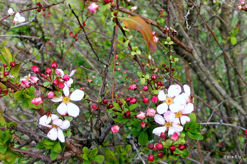 Des petites fleurs