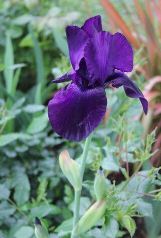 iris 'Noir velouté'