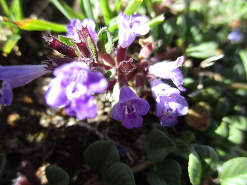 Fleurs mauves