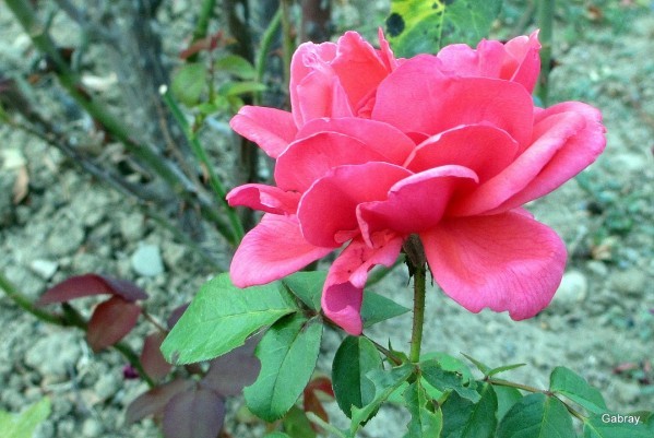 dD03---Rose-rose.JPG