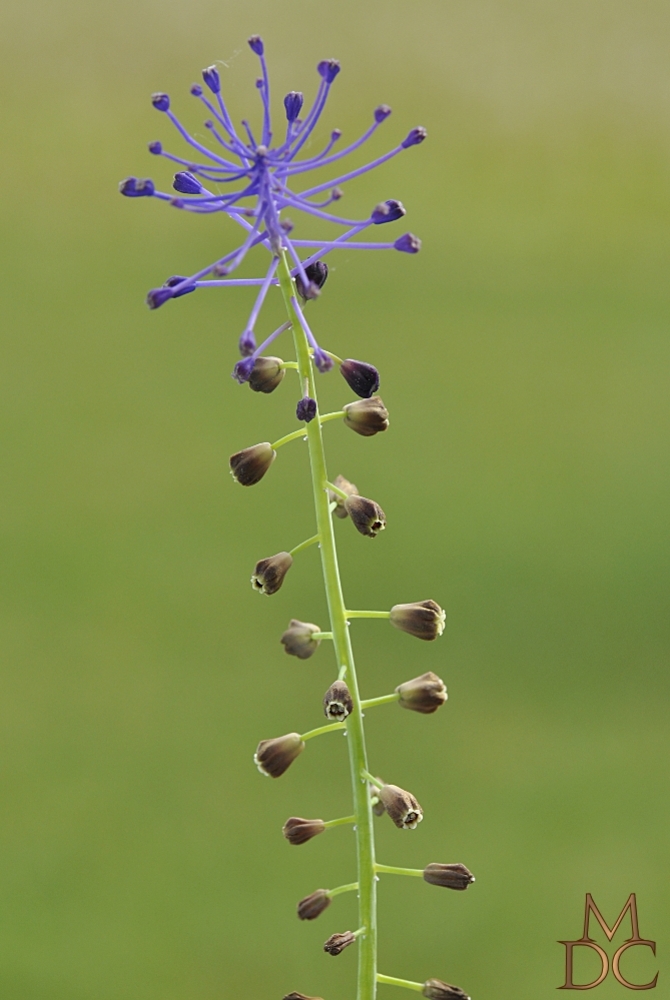 MUSCARI à TOUPET