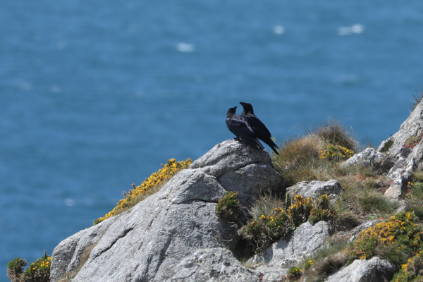 Les Corvidés de la réserve de Goulien