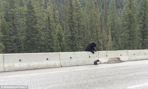 ♥ ♥  Une maman ours sauve son petit sur le bord de l’autoroute ♥ ♥