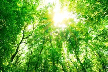 30169234-abstract-natural-background-fresh-green-tree-foliage-in-the-forest-bright-sunlight-through-