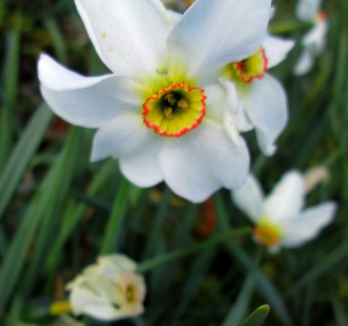 Pas de la Graille en mai. L'abondante tulipe sylvestre à l'honneur cette année! Capricorne